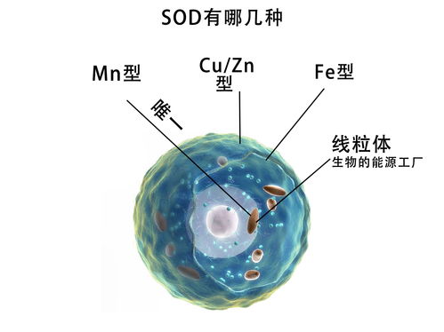 关于超氧化物歧化酶SOD,你还不知道的冷知识 生物秘码 原创