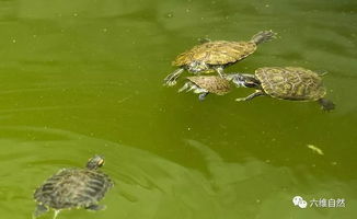 巴西龟太无情,成年龟组队联手咬死同类小龟,却不吞食不是为食物
