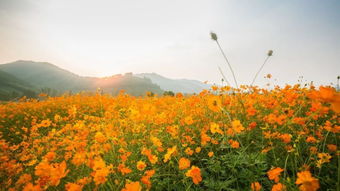 10月1 3 5日,余杭径山千花里花海 西径山琴湖飞瀑景区一日游 送中餐