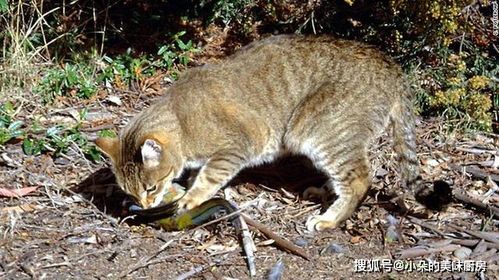 清道夫 在我国为何能泛滥 论生物入侵的危害