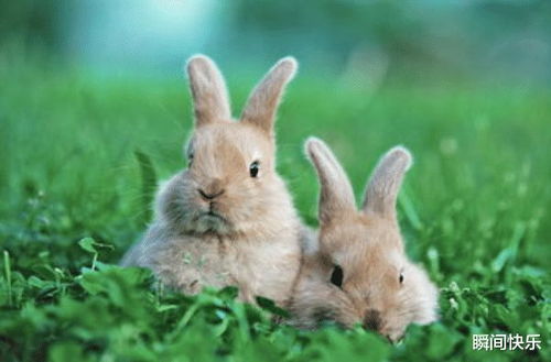 兔年几月出生最好？属兔的算命的说我是兔年兔月兔时辰说我命硬好吗