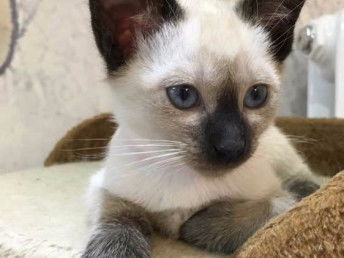 图 售纯种 暹罗猫 健康有保障疫苗做齐售后签协议质保三年 北京宠物猫 