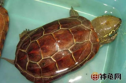 中国十大名龟种招财龟图片
