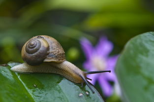 雨后有时会看到不少蜗牛爬到水泥墙上 雨后有时会看到不少蜗牛爬到水泥墙上怎么办(图3)
