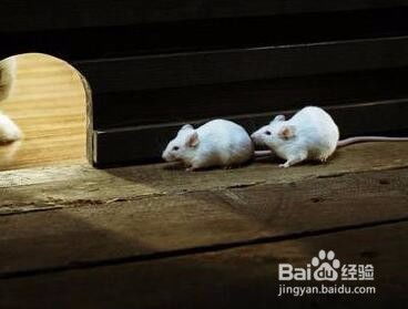 宿舍如何防止老鼠爬床 