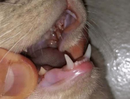 猫咪牙龈一直在出血,这可怎么办啊