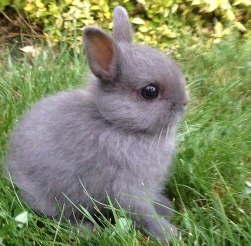 什么兔子是世界上最小的兔子 