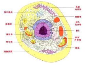 动物细胞 植物细胞亚显微结构对比图 米粒分享网 Mi6fx Com
