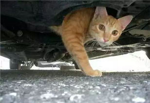 汽车引擎内惊现猫 龙泉司机请注意 天气变凉你的车 长 猫了吗