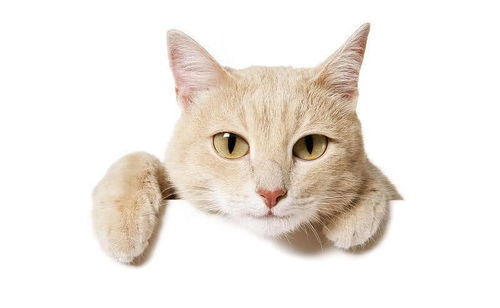 为什么猫咪频繁的蹲猫砂盆 而且会时不时惨叫 一篇文章告诉你 进行 