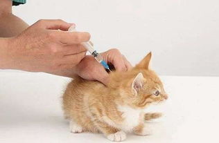 小猫咪接种注射疫苗的注意事项
