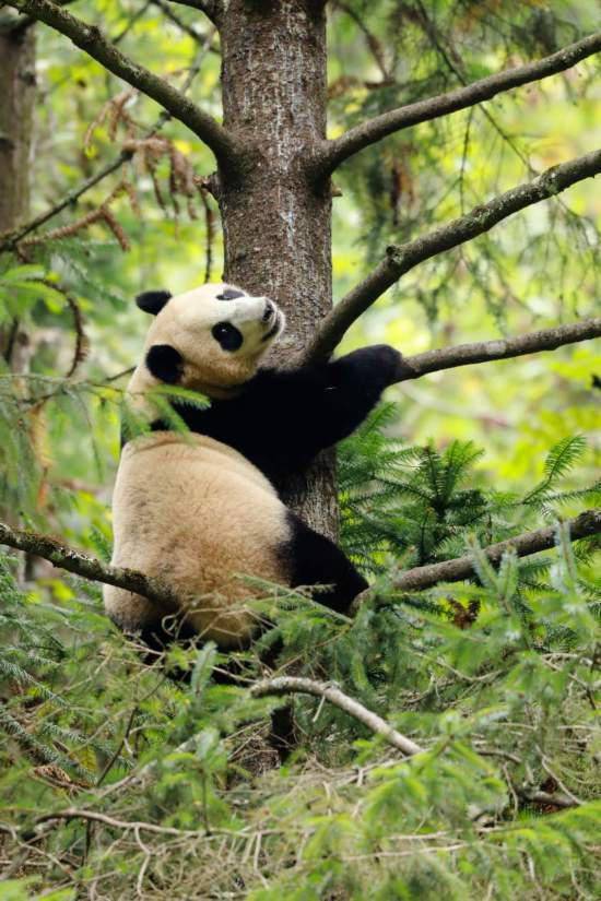 航天大熊猫宝宝正式取名 航宝