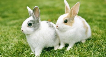 兔子养殖成本 养殖兔子加盟费多少钱
