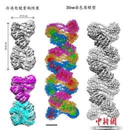 中国科学家发现 生命信息载体 另一种双螺旋高级结构