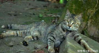 狸花猫,我国唯一通过CFA认证的纯种猫,国内却都以为是土猫 