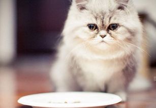 猫肠胃不好吃什么猫粮, 猫咪肠胃不好推荐猫粮 
