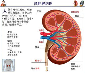 肾脏小知识