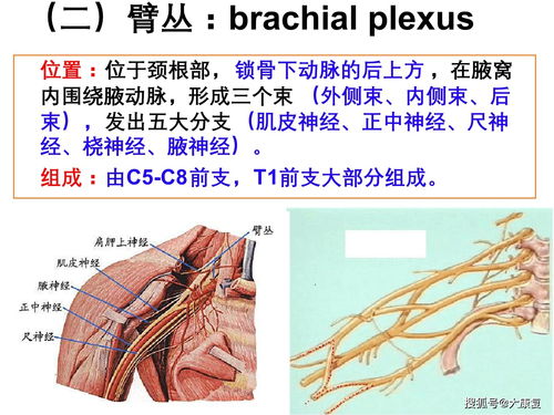 臂丛神经损伤康复 