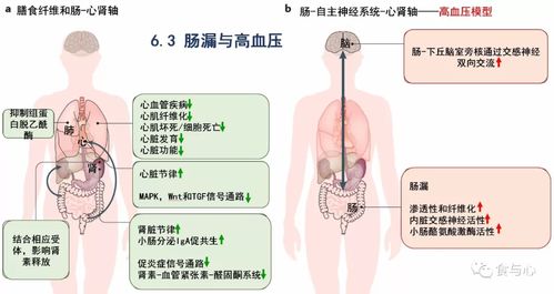 肠漏,你必须知道的热知识13 肠漏的影响 原因和防治总结