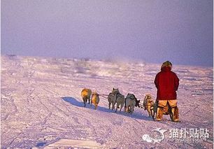 请不要伤害她们,你知道狗拉雪橇这件事情其实很可怕吗