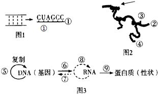 在某mRNA中，A占30%，U占20%，则转录该mRNA的模板DNA分子中，(A+T)/(G+C)的值为