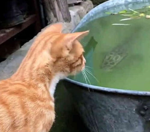 橘猫偷鱼被咬,猫鱼大战三百回合,结果橘猫悲剧了