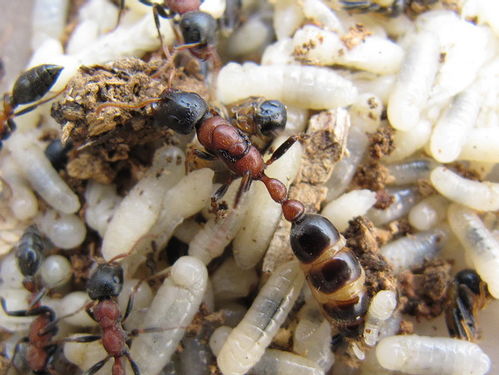 15种最值得饲养的国产蚂蚁 个人向