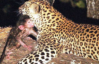金钱豹猎杀母狒狒后照顾狒狒孤儿