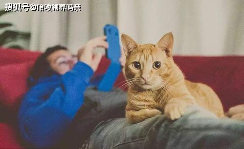中国猫和外国猫有交流障碍吗 透过经典问题,了解猫的沟通方式