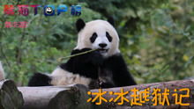 熊猫TOP榜 第一季
