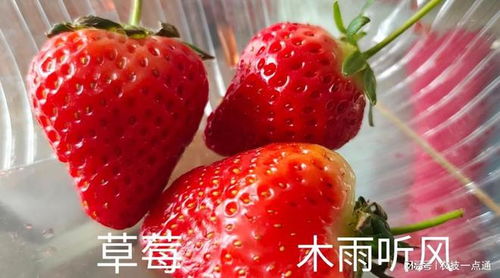 草莓的种植方法和技术,草莓怎么种植