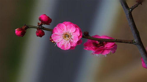 未来9天,百花盛开,一场韶华,执手生死与共,3星座缘分不灭