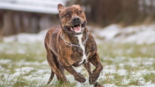 世界十大猛犬 世界上什么狗跑的最快？ 
