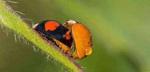 超清摄影赏析 神奇世界里的鞘翅目昆虫
