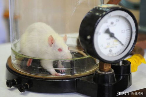 科学家都爱用小白鼠做实验 为什么不用其他动物 你知道吗