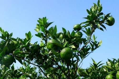 果树黄化病出现原因及解决方法,脐橙根系引起黄化怎么治