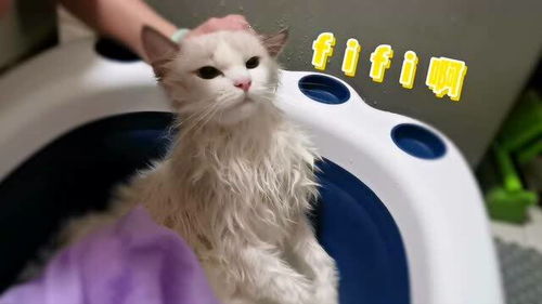 给猫洗澡真的很可怕吗 