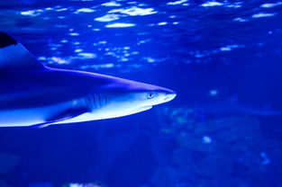 海中鲨鱼图片 第4张