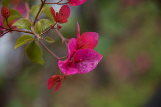 桂花