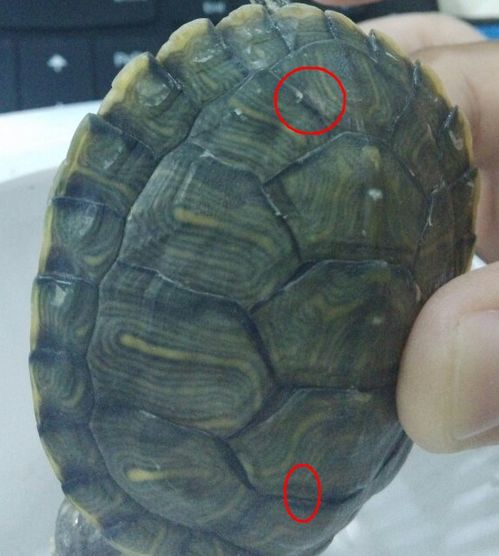 买龟粮送了一个乌龟,不知道这个乌龟是不是有问题,背脊关节处有白点,但是没有腐坏现象,听平滑的,不知 