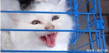 从小把猫放在笼子养,猫会变成什么样是你想看到的结果 