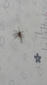 房间里面出现了这种蜘蛛 会咬人吗 怎么弄走 