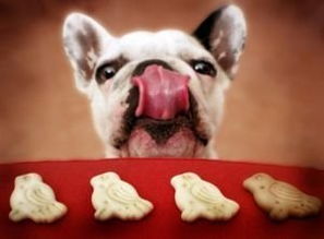 狗狗饮食禁忌有哪些 哪些食物是狗狗不能吃的