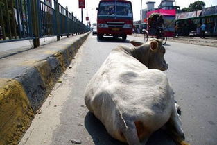 印度有一个奇特的现象,生活最好的不是人类,而是一头牛
