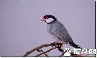 灰文鸟寿命 灰文鸟的平均寿命10到15年