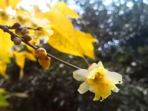 这份虹口2019赏花指南收好了,家门口随时拍起,美到窒息