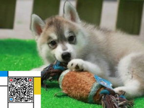 图 养殖场养殖一直销各种世界名犬一包活一签协议 北京宠物狗 