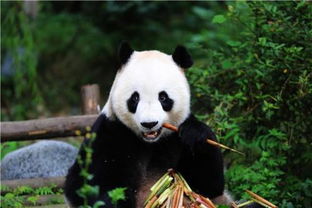大熊猫的爱好 