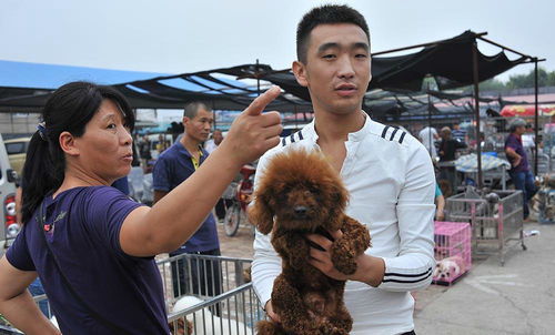 开封狗市 业内人士说,超越北京和成都为国内第一狗市