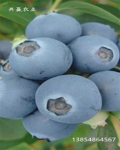 蓝莓的分株繁殖技术及注意事项,蓝莓扦插和组培有什么区别